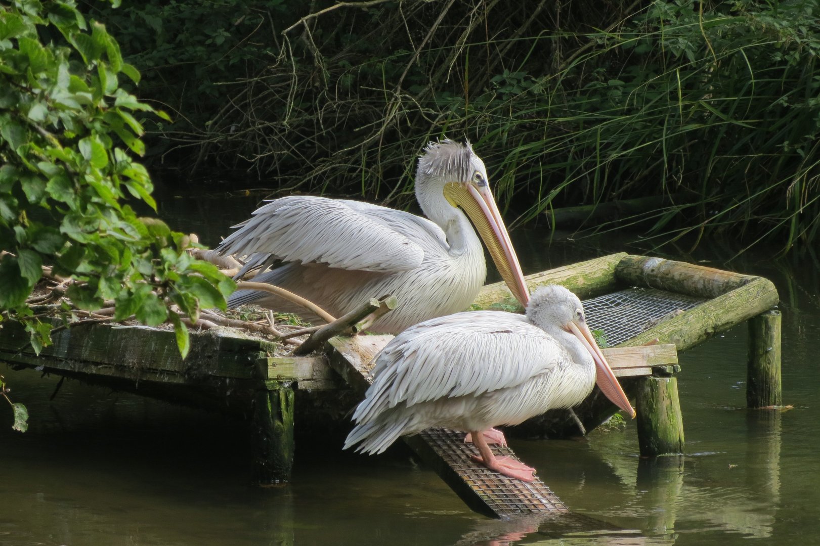 Pink-backed pelicans 081019