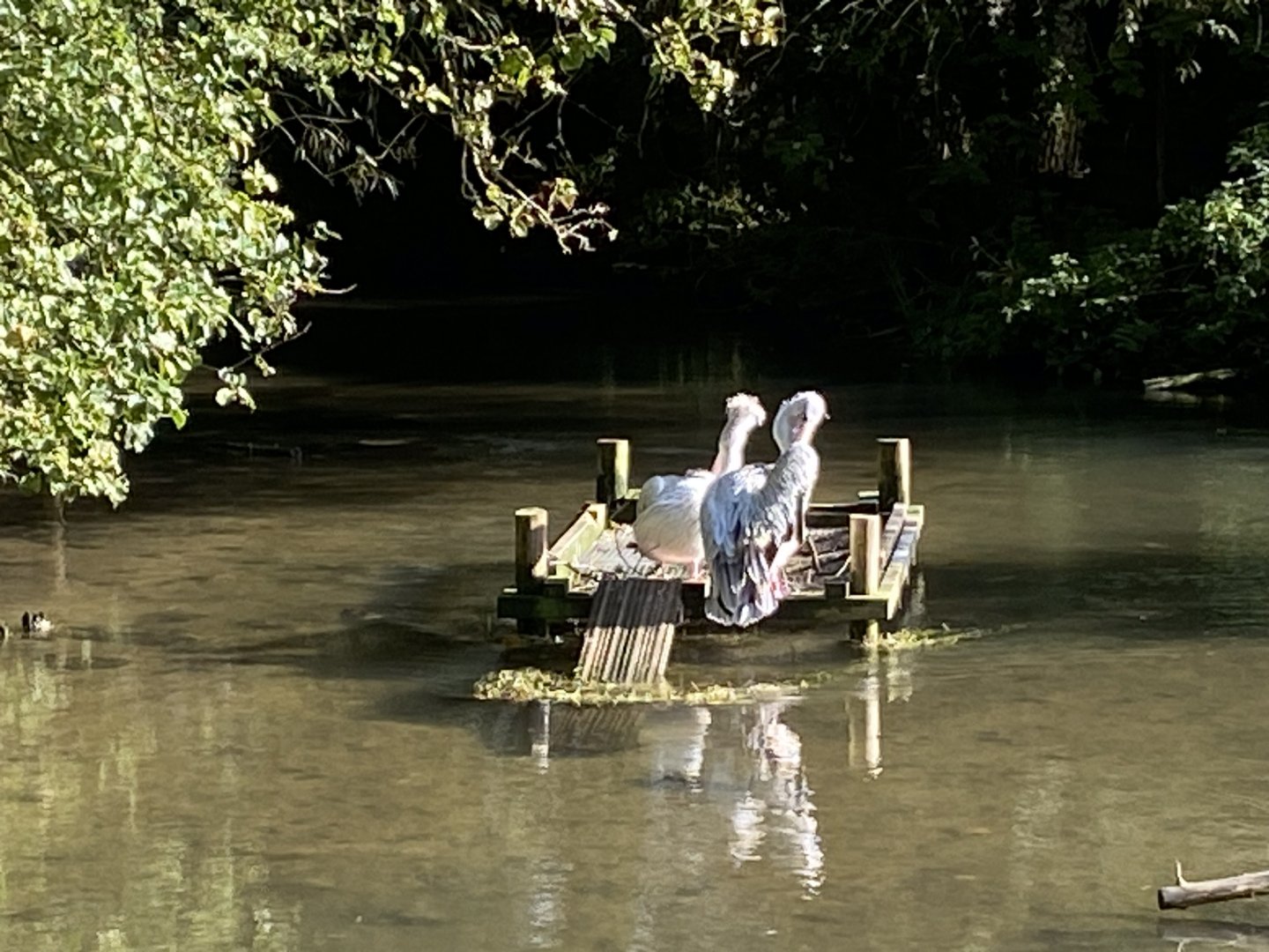 Pink-backed pelicans 241023