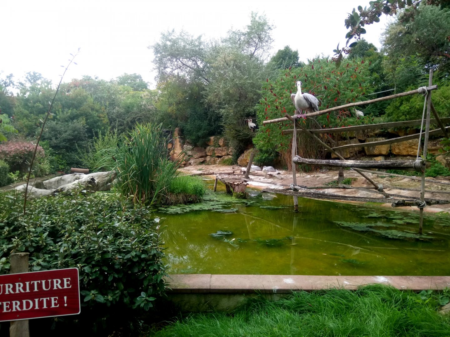 Pink-backed Pelicans and White Storks Exhibit