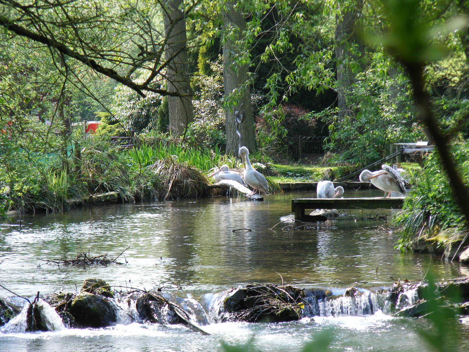 Pink-backed pelicans at Birdland, 22 April 2011