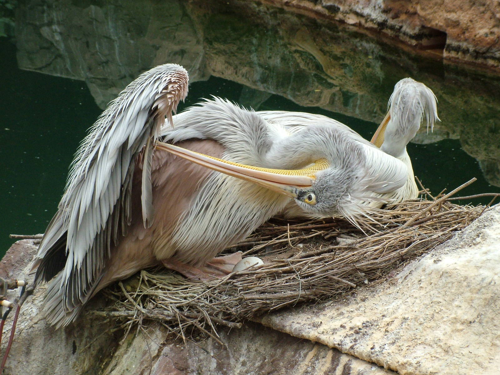 Pink-backed Pelicans at Jungle Park (Las Aguilas), 13/11/10