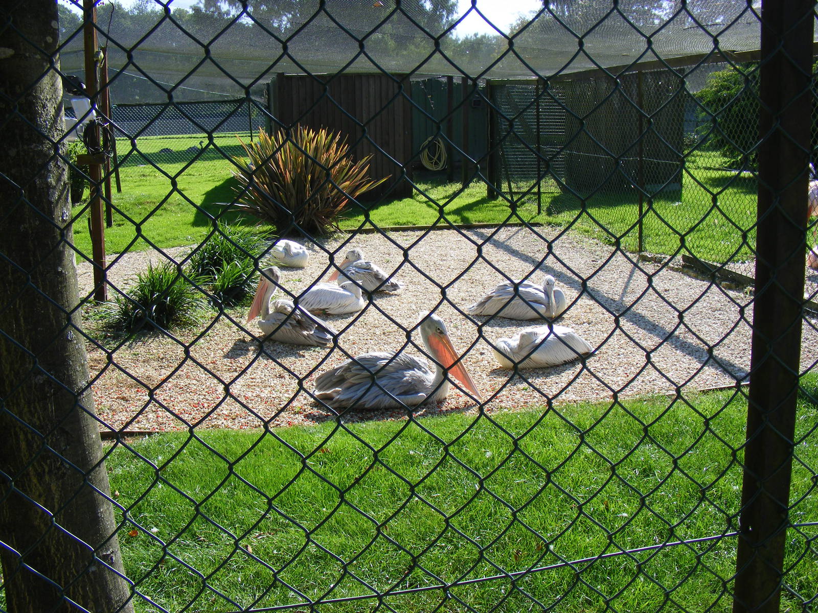 Pink backed pelicans at Paultons Park, 2 October 2011