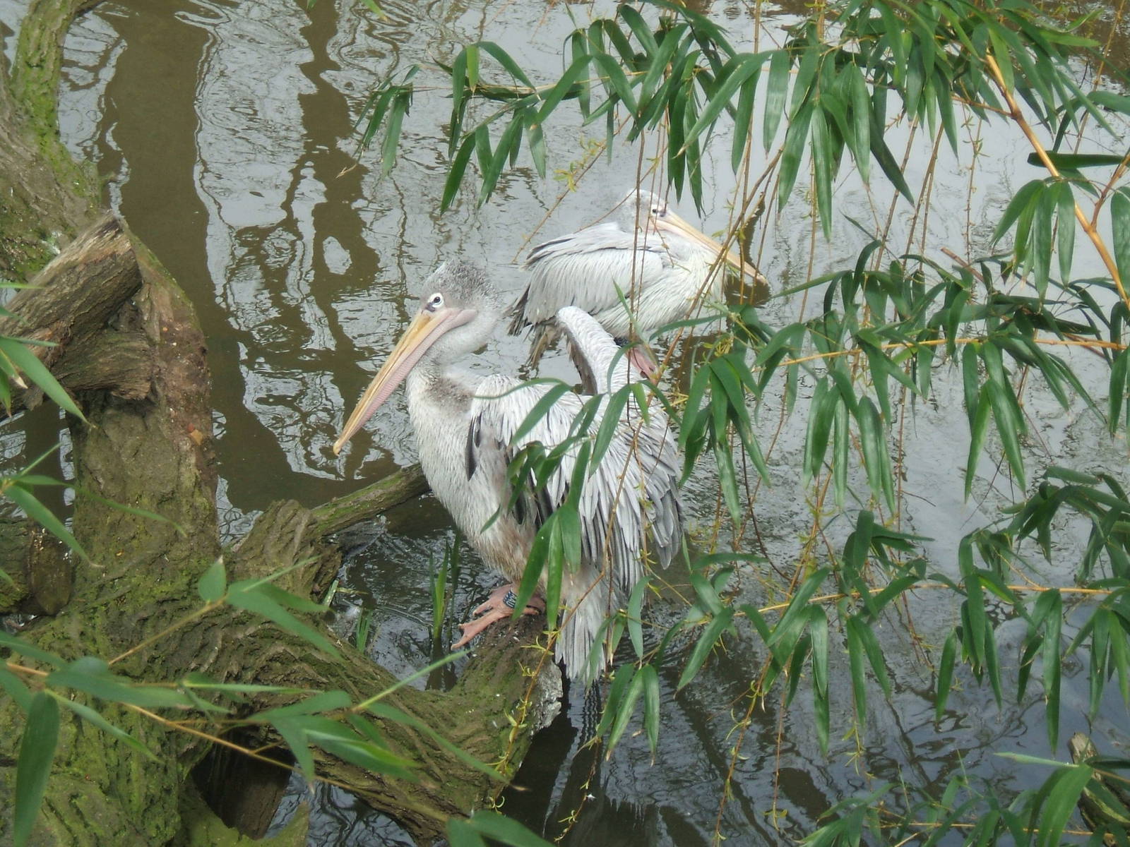 Pink-Backed Pelicans at Twycross
