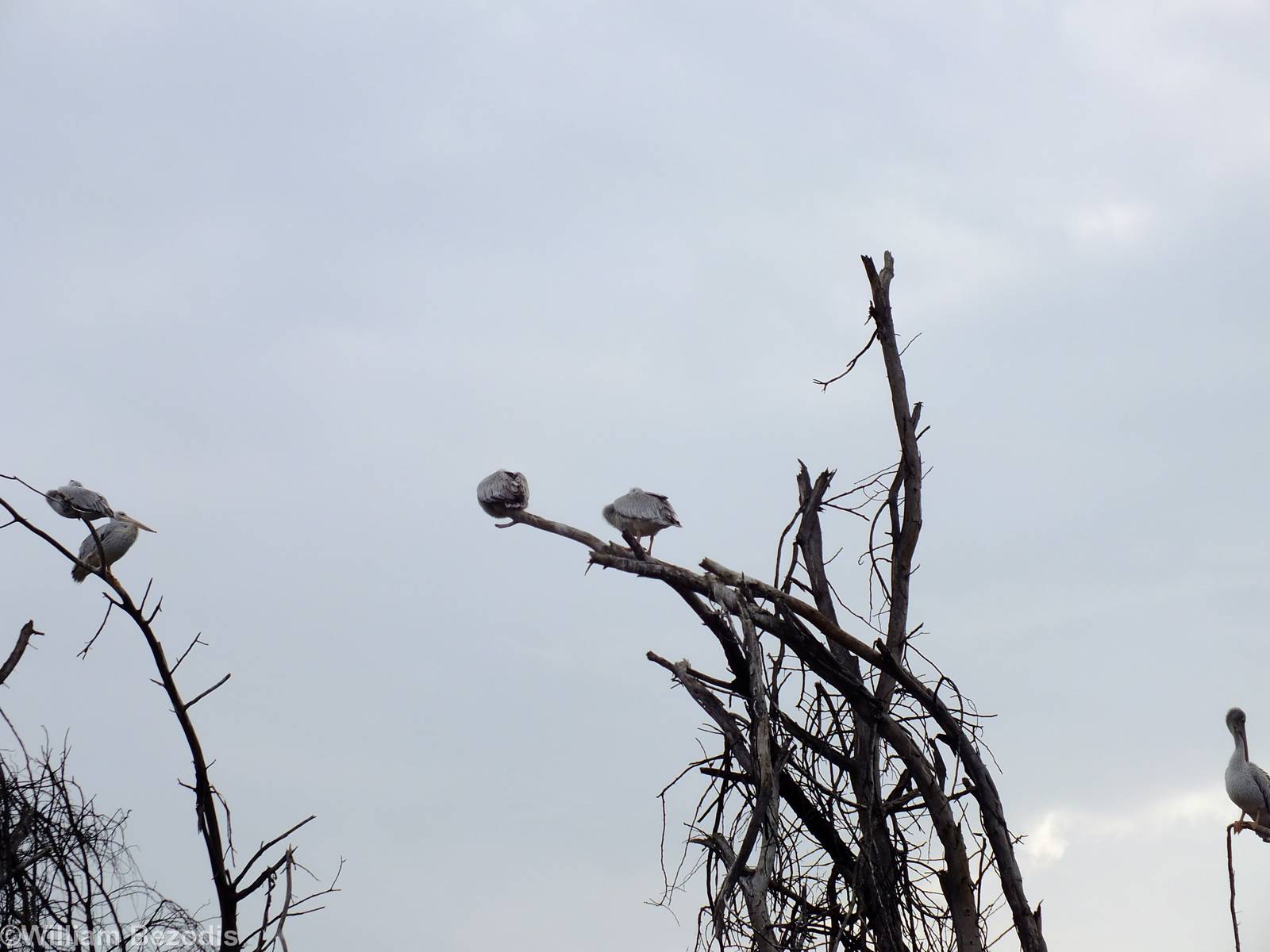 Pink-backed Pelicans - Lake Naivasha