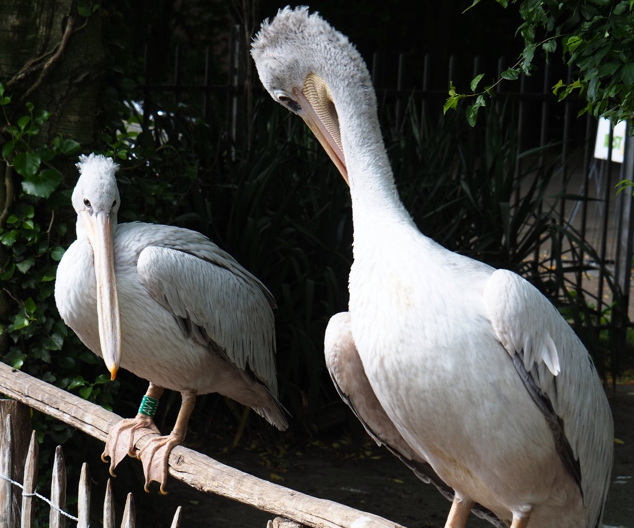 Pink-backed pelicans (Pelecanus rufescens), 2019-05-25