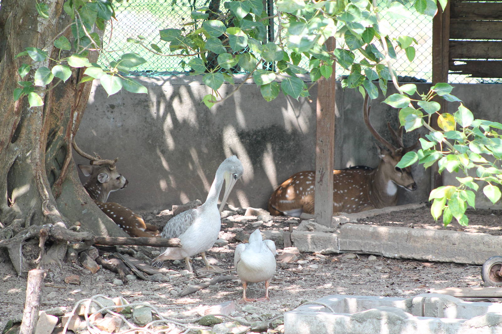 pink-backed pelicans (Pelecanus rufescens) and chital (Axis axis)