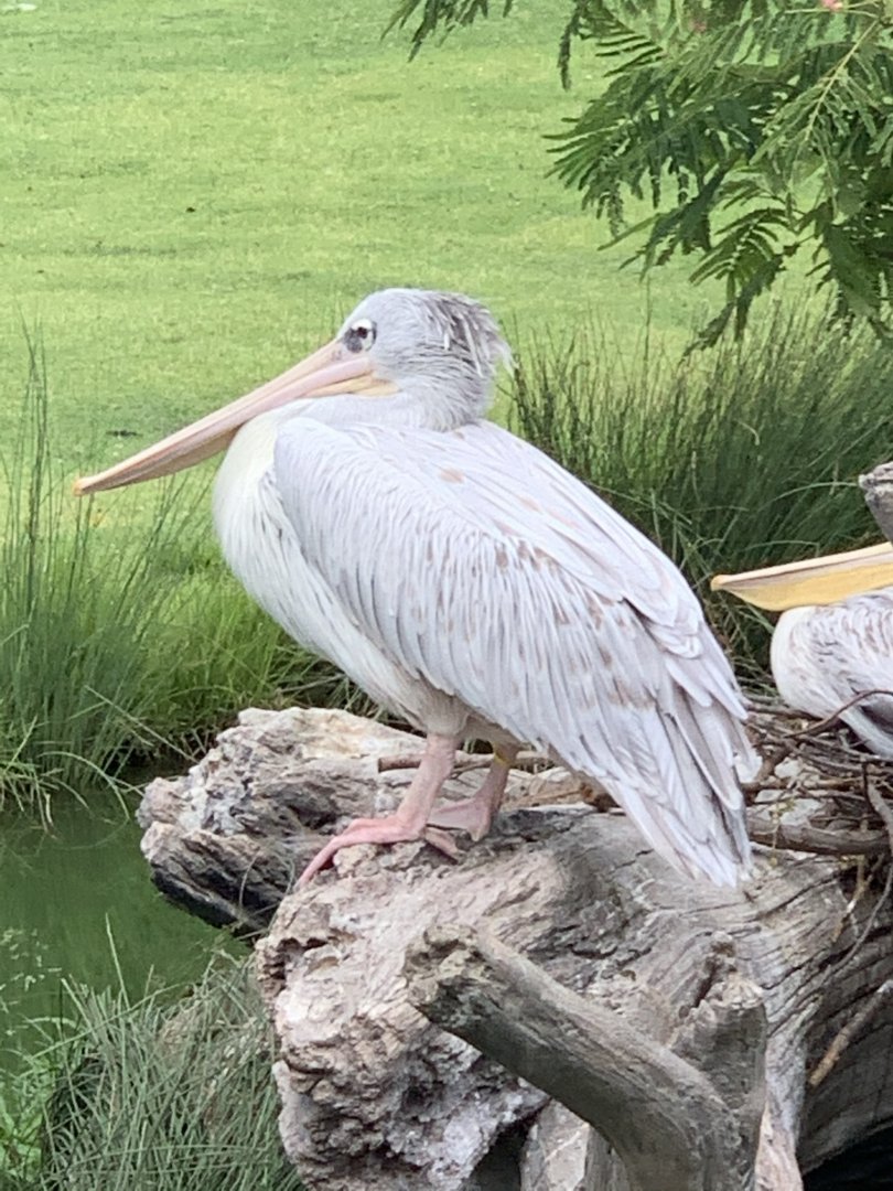 Pink-Backed Pelicans (Pelecanus rufescens)