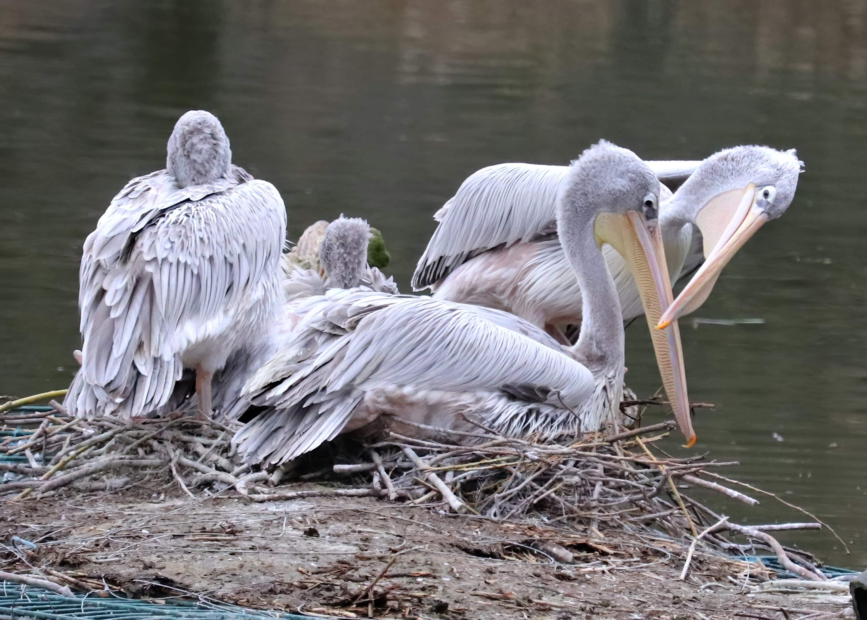 Pink-backed pelicans (Pelecanus rufescens)