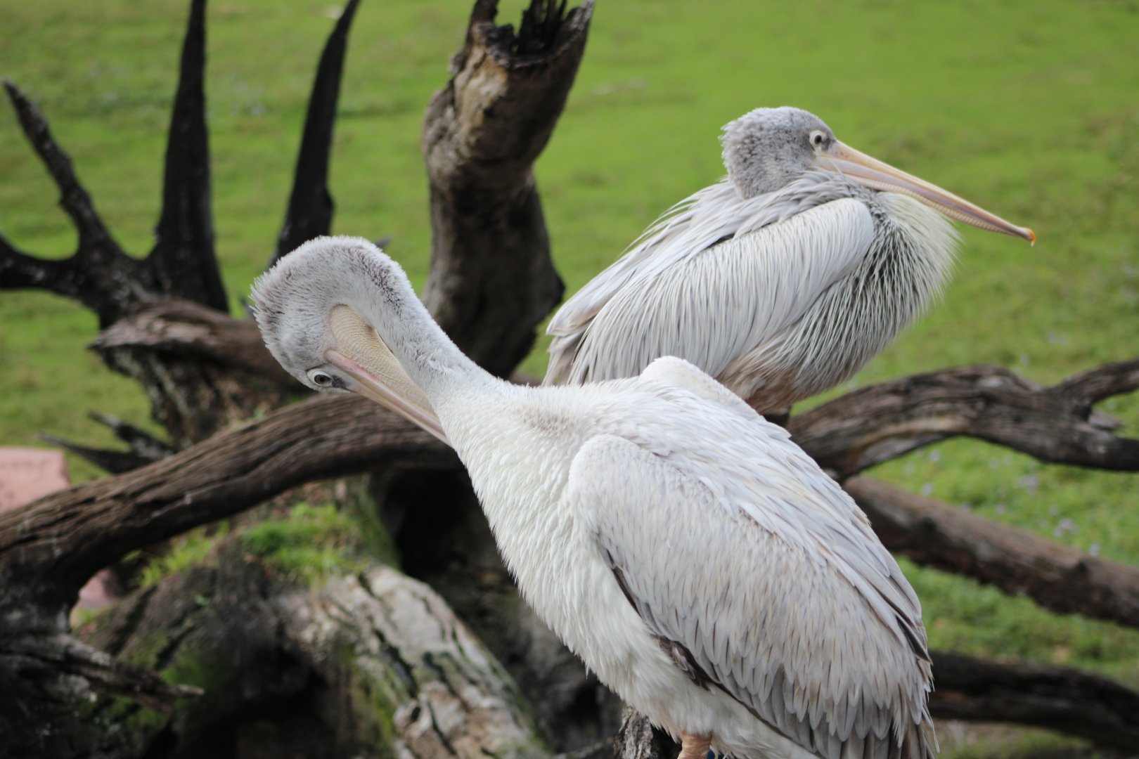 Pink-Backed Pelicans (Pelecanus rufescens)