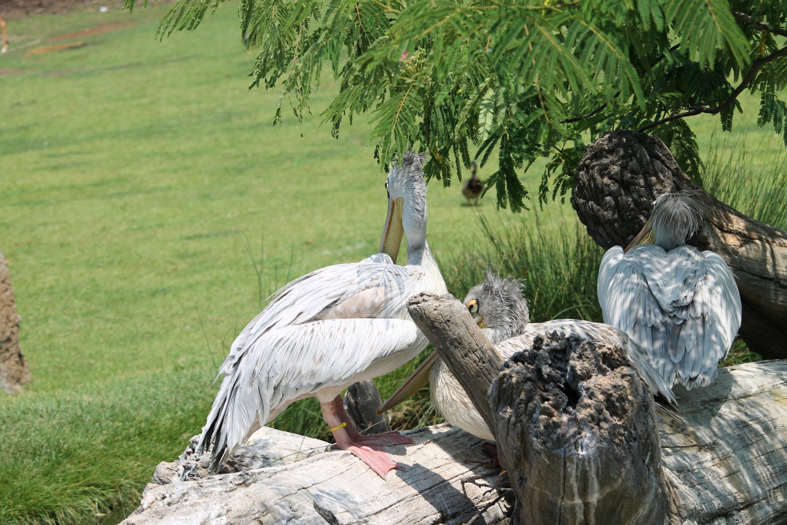 Pink-backed pelicans (Pelicanus rufescens)