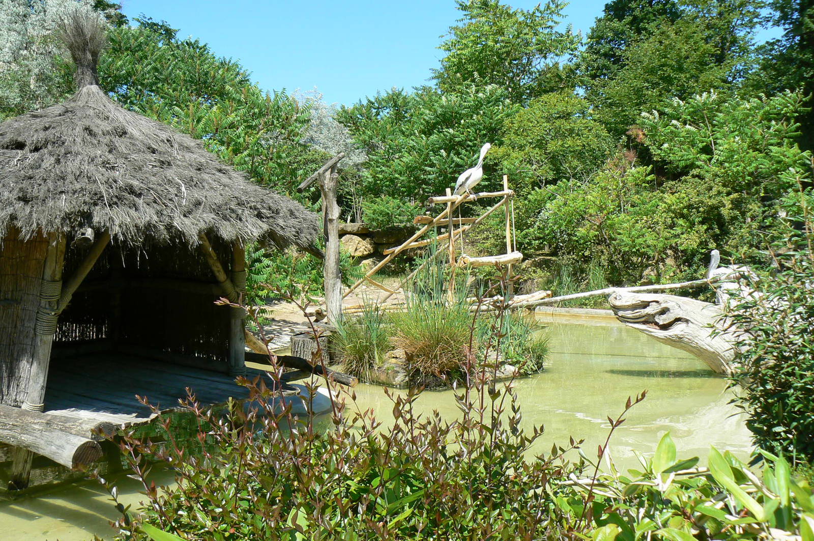 Pink-backed pelicans, sacred and glossy ibises pond