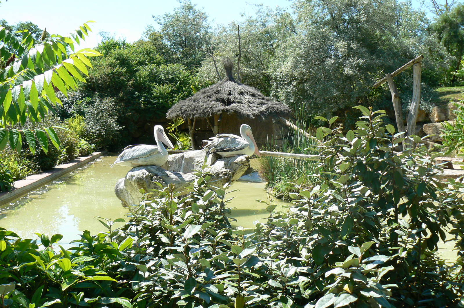 Pink-backed pelicans, sacred and glossy ibises pond
