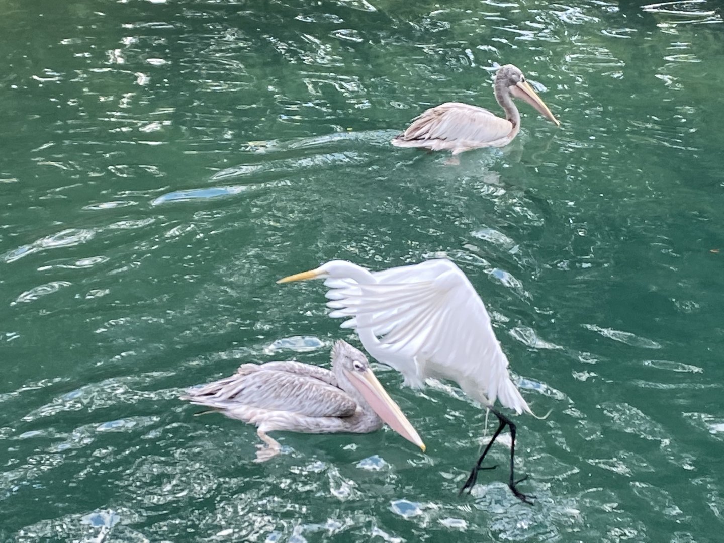 Pink-Backed Pelicans with Wild Great Egret