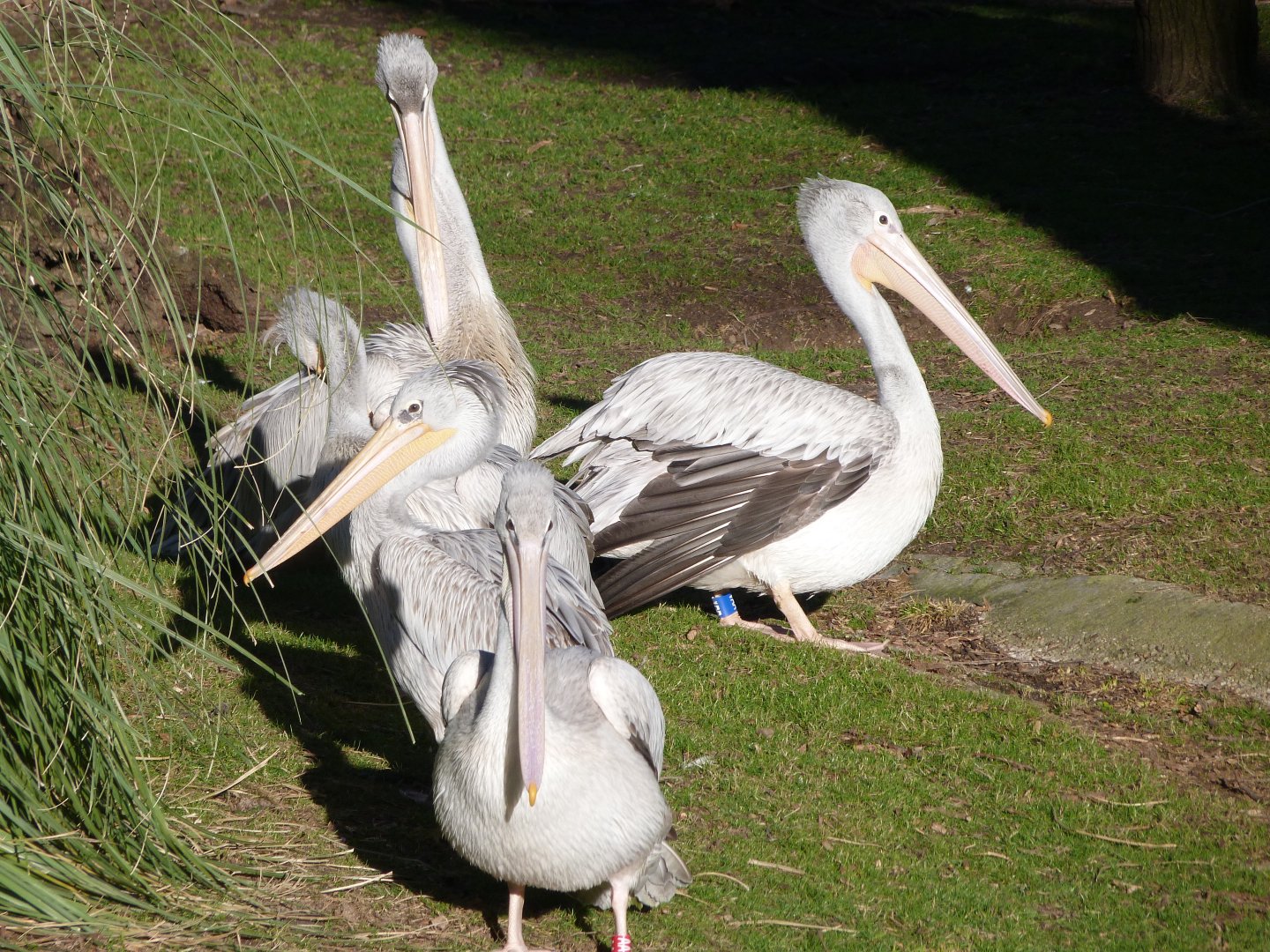 Pink-backed pelicans -Zoo Aquarium de Madrid (2025)