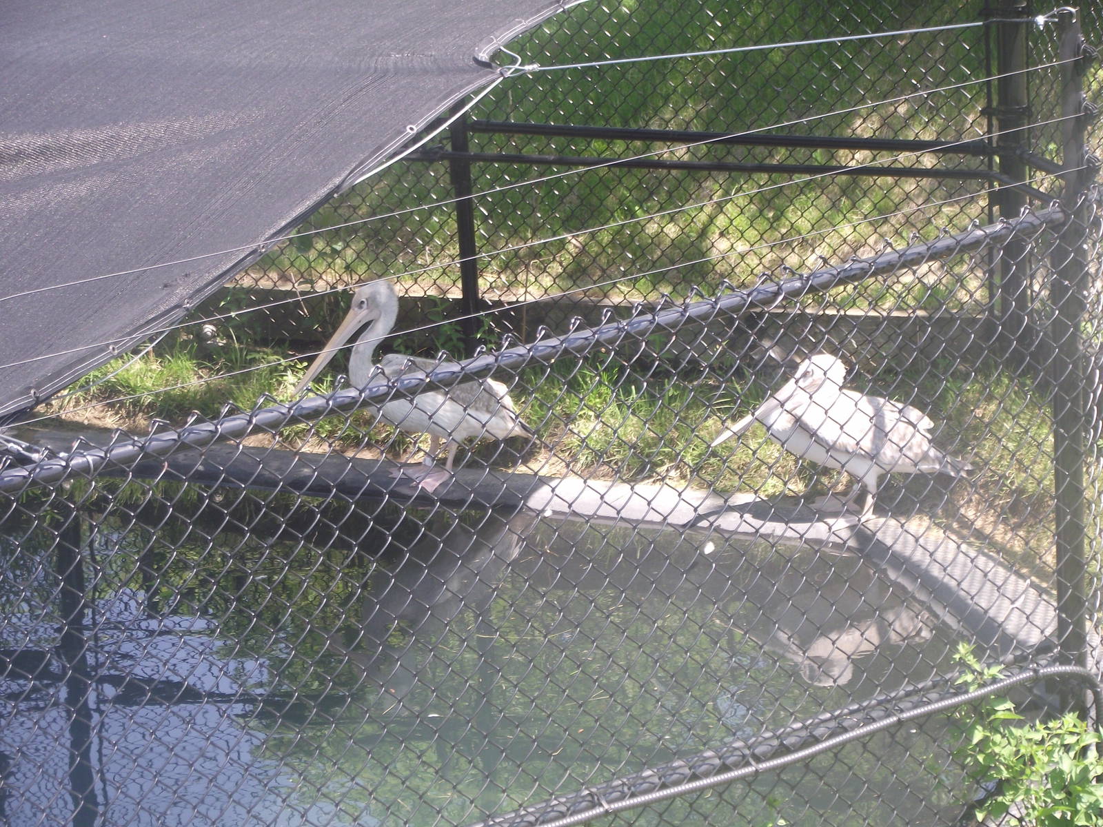 Pink Backed Pelicans