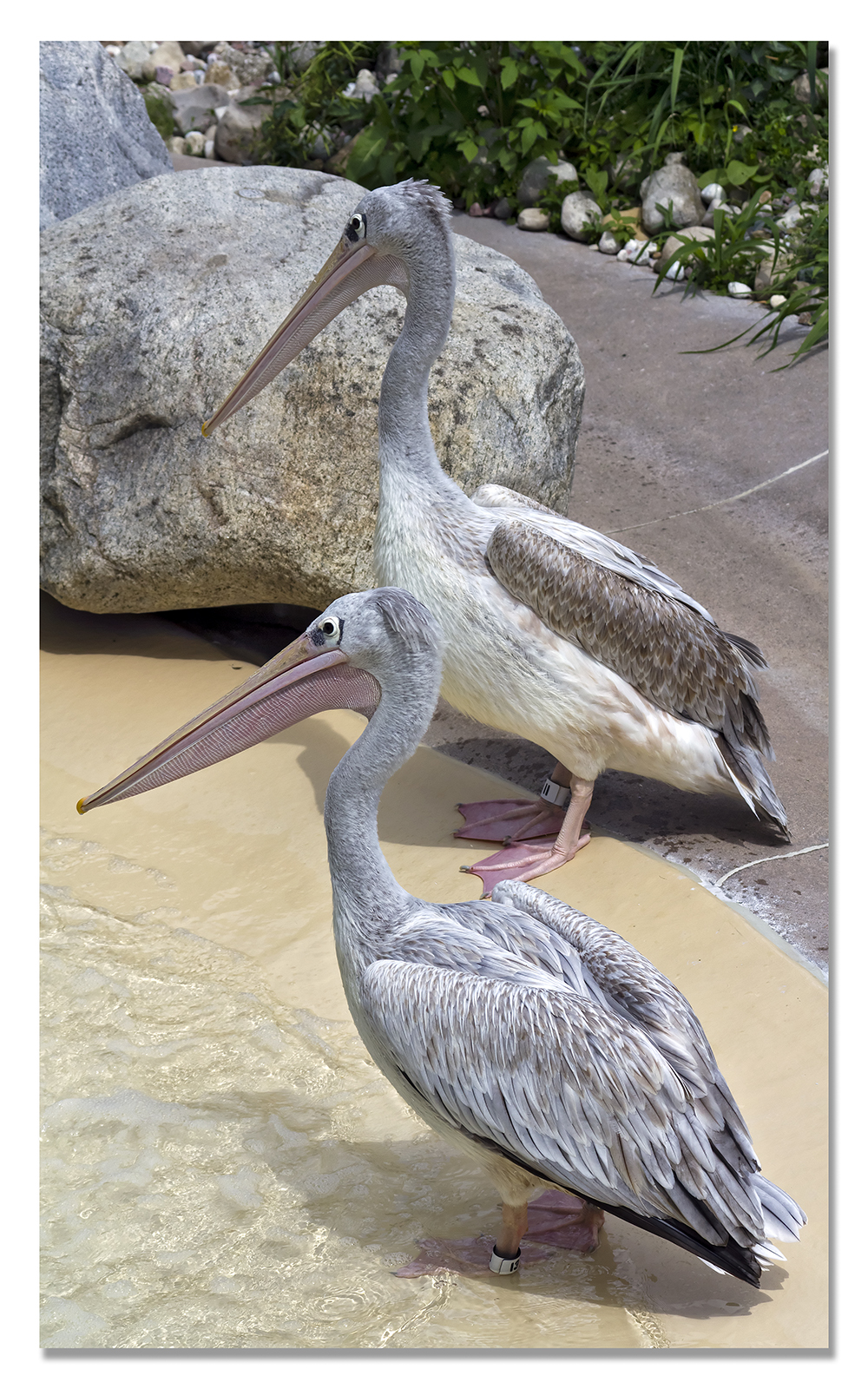 Pink Backed Pelicans
