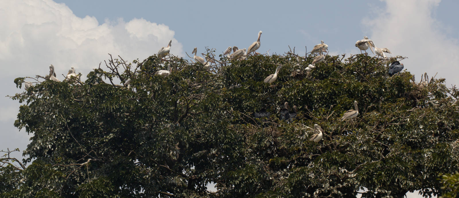 Pink-backed Pelicans