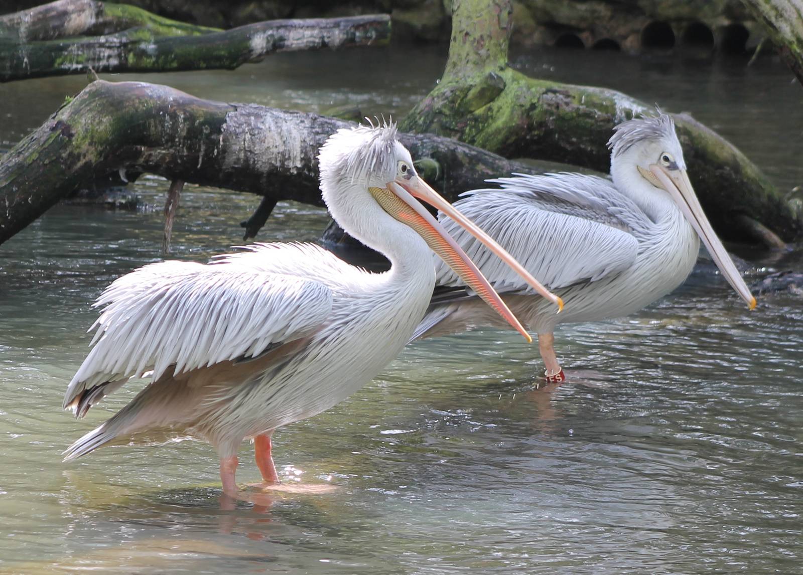 Pink-backed pelicans