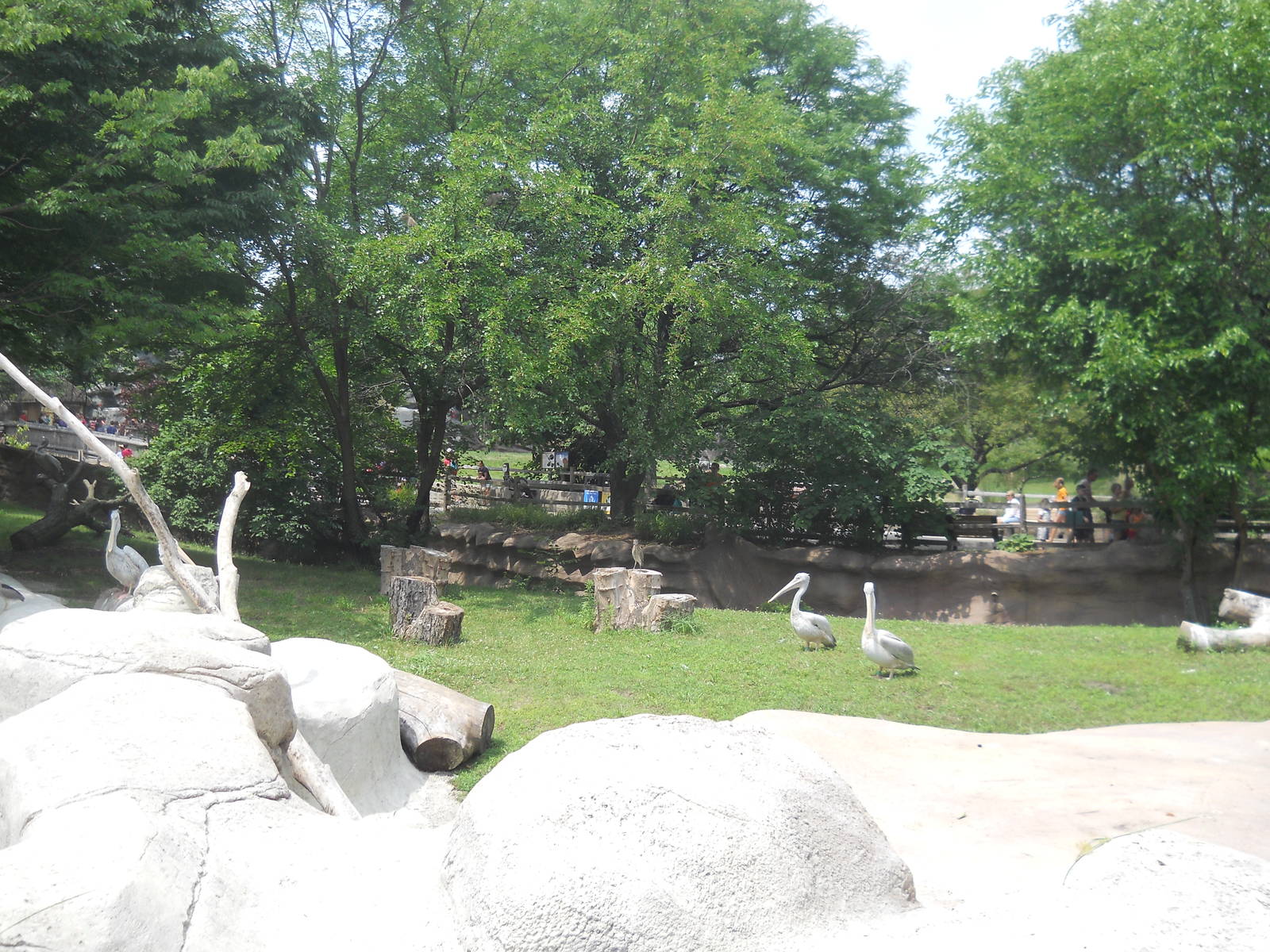 Pink-backed pelicans