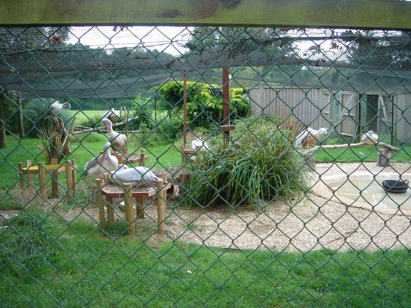 Pink-Backed Pelicans