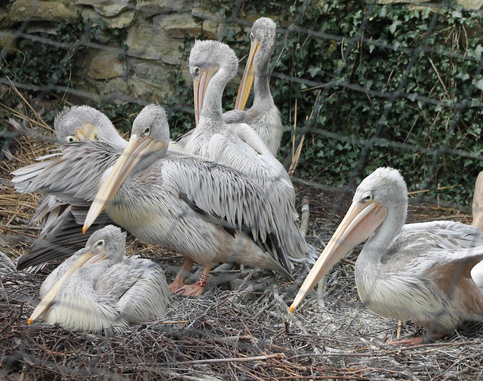 Pink-backed pelicans
