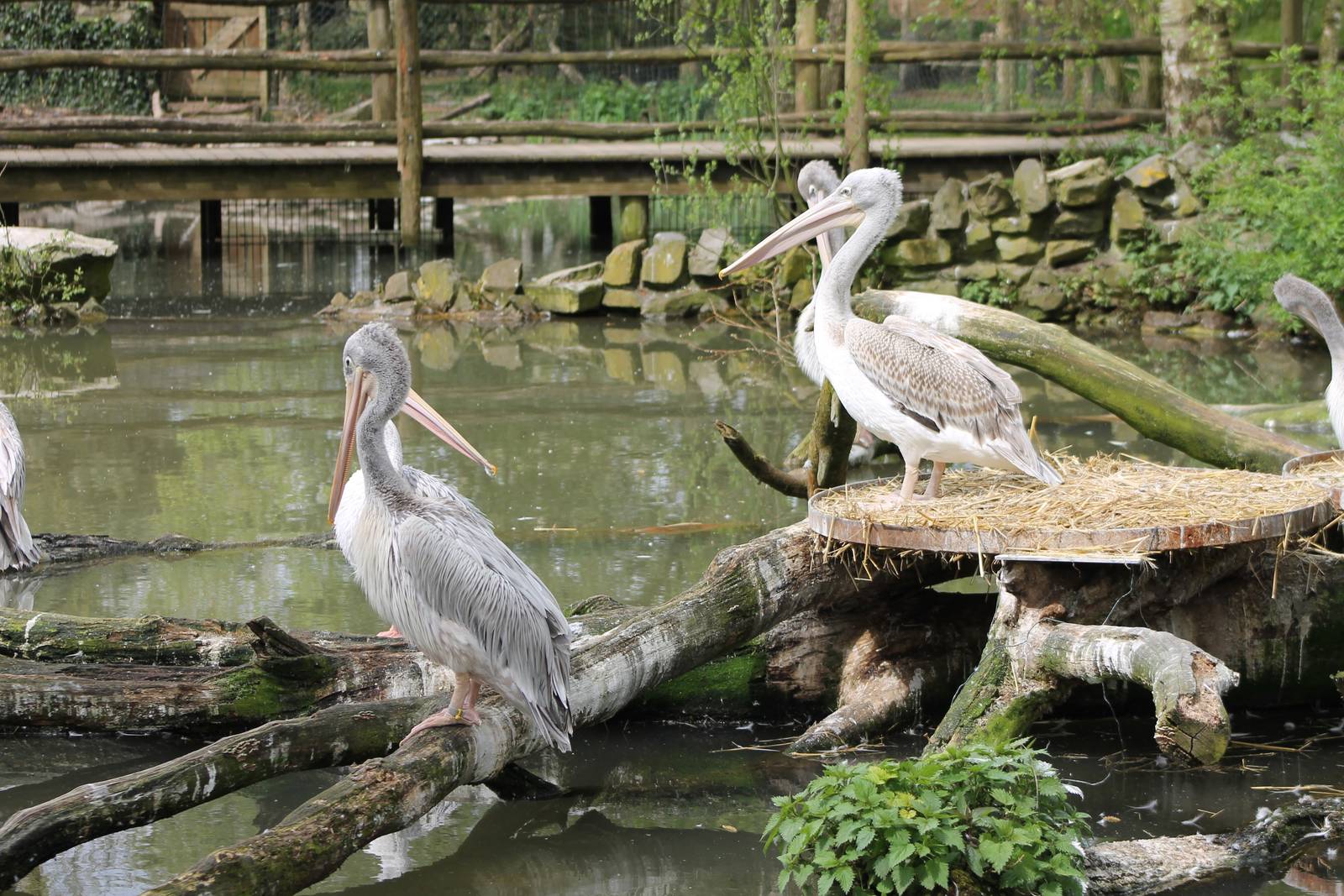 Pink-backed pelicans