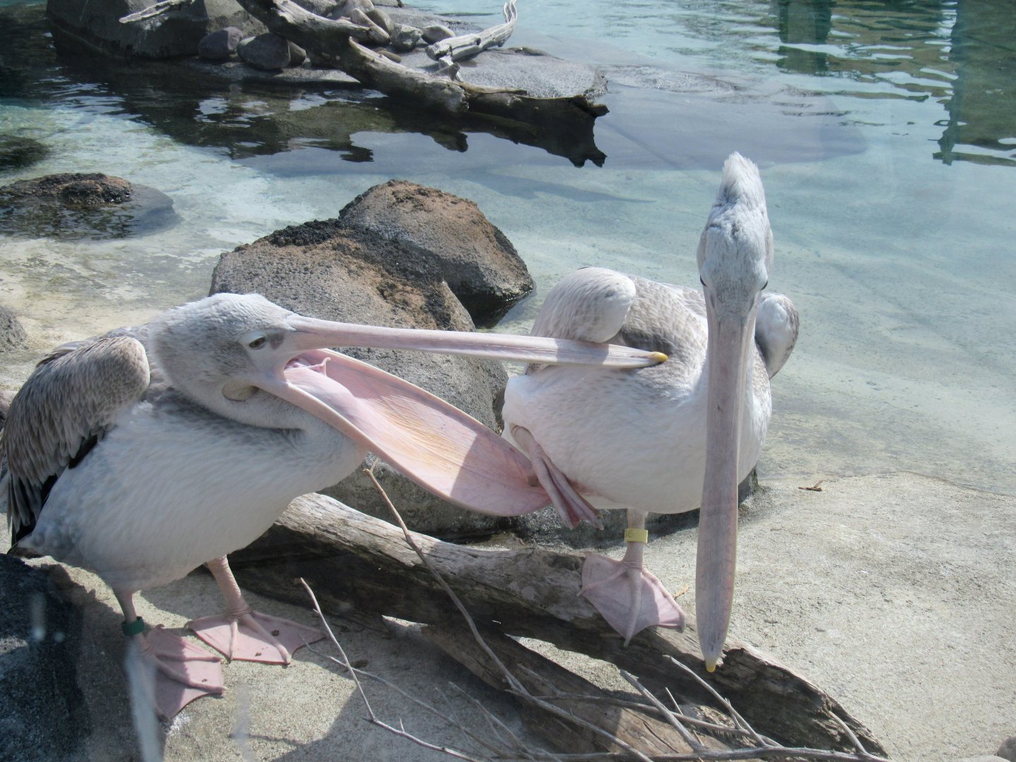 Pink-backed Pelicans