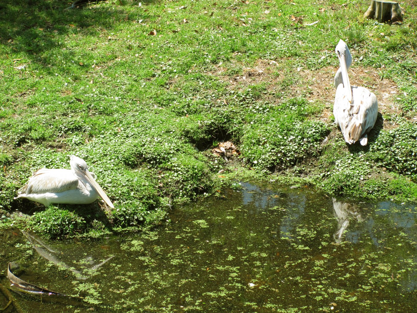 Pink-Backed Pelicans