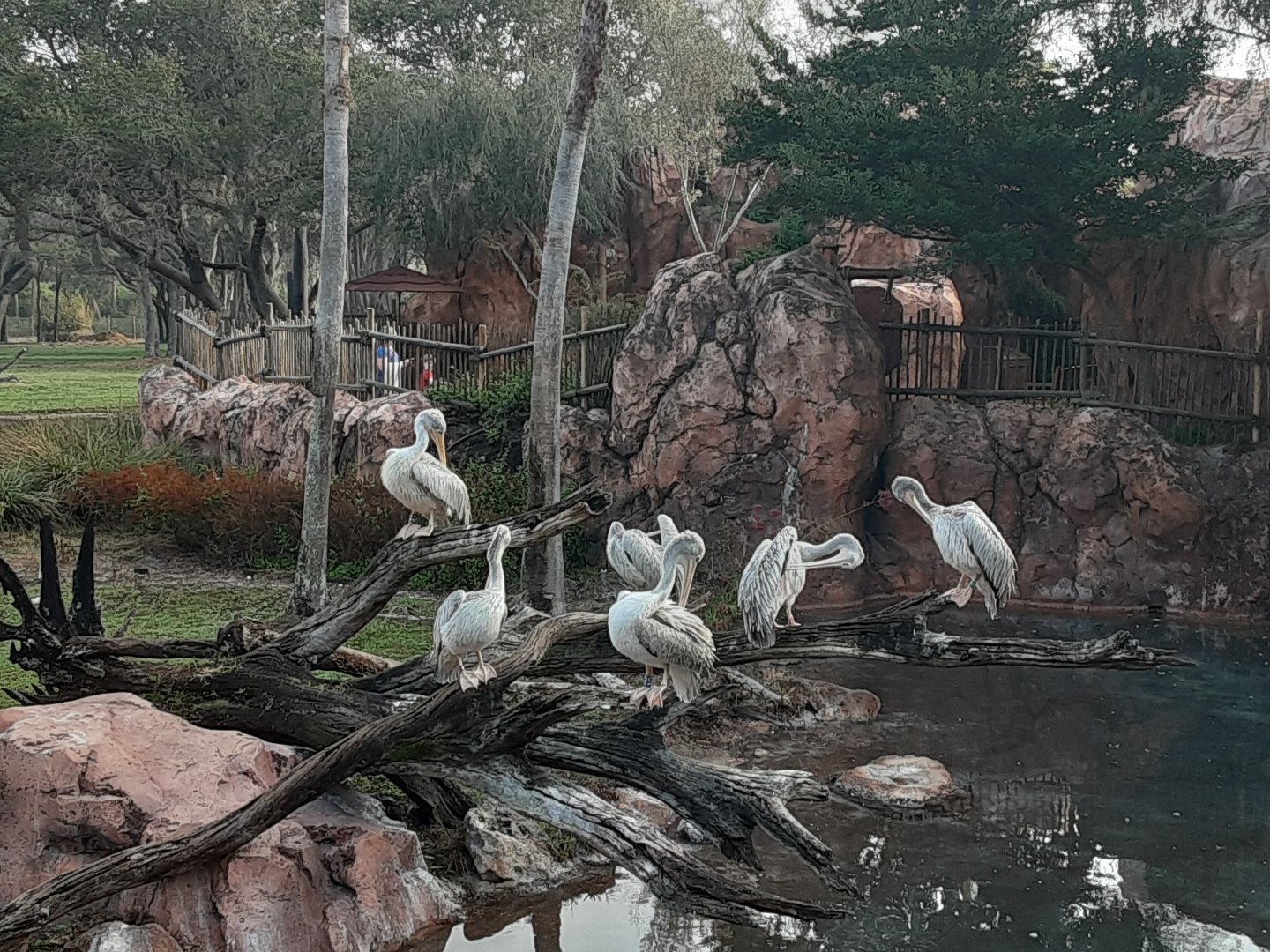 Pink-backed Pelicans