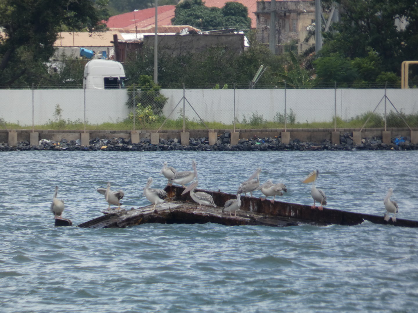 Pink-backed pelicans