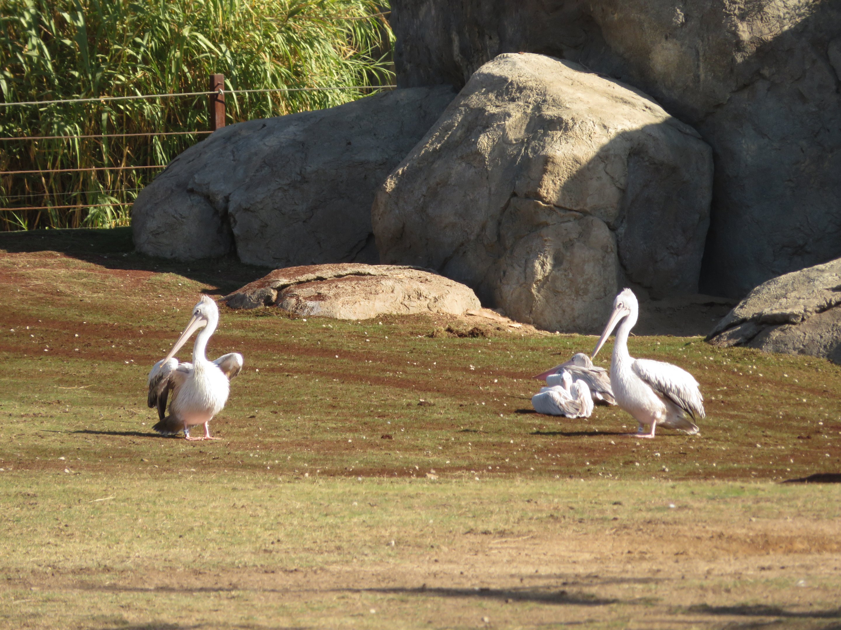 Pink-backed Pelicans