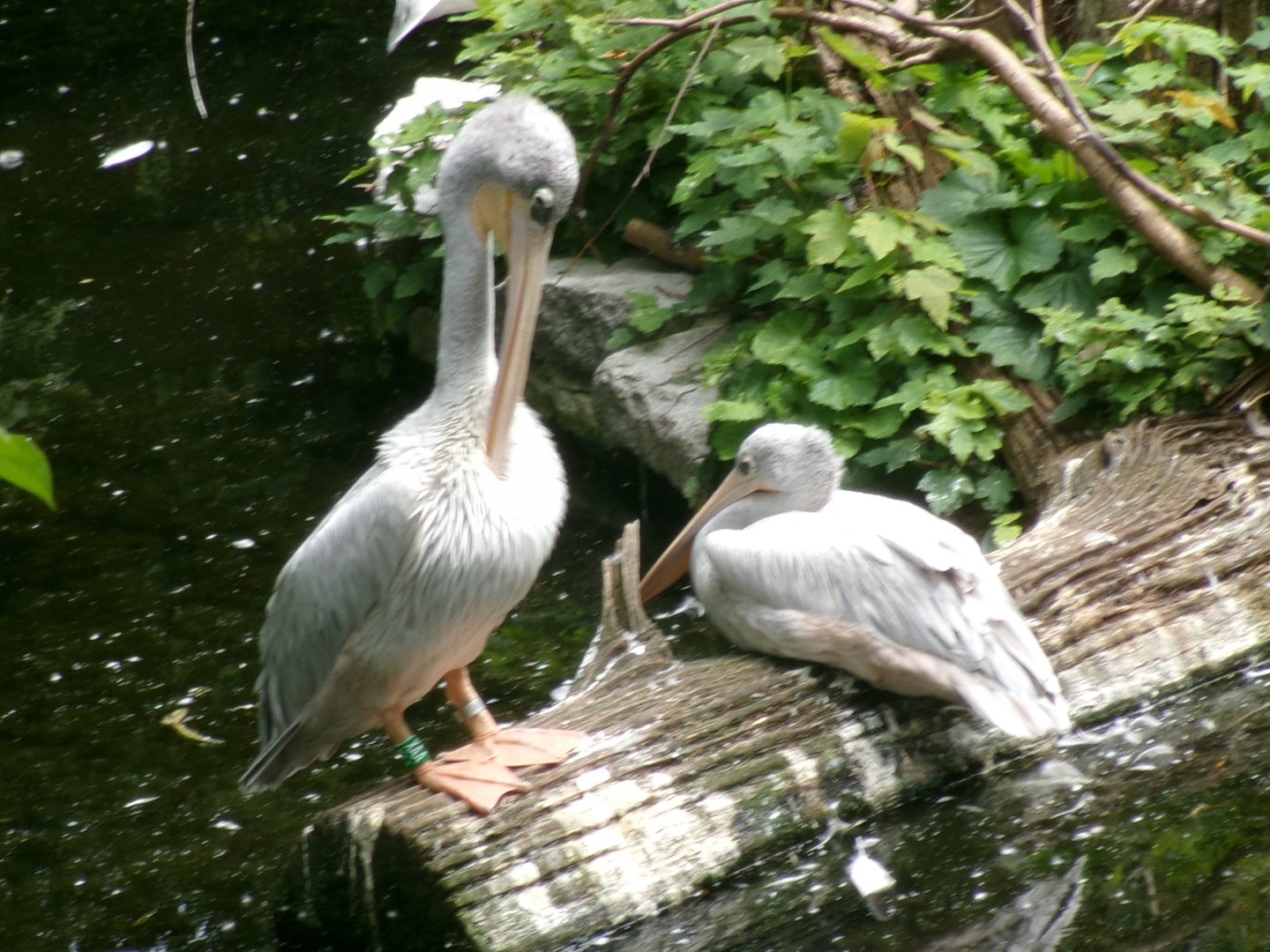 Pink-backed pelicans