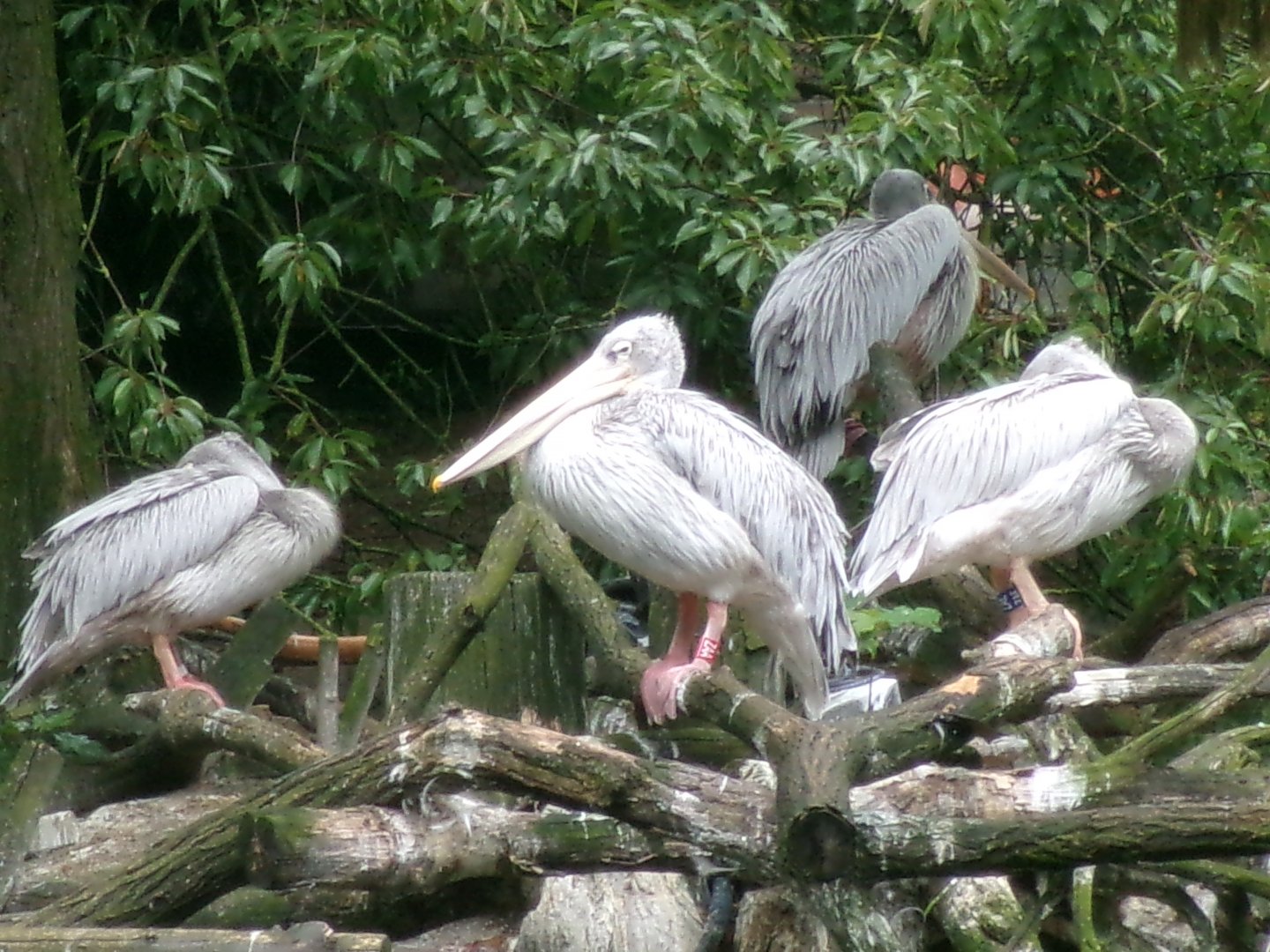 Pink-backed pelicans