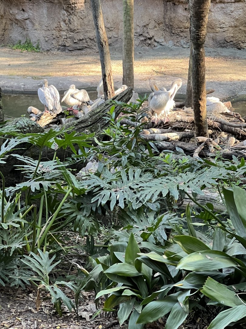 Pink-Backed Pelicans