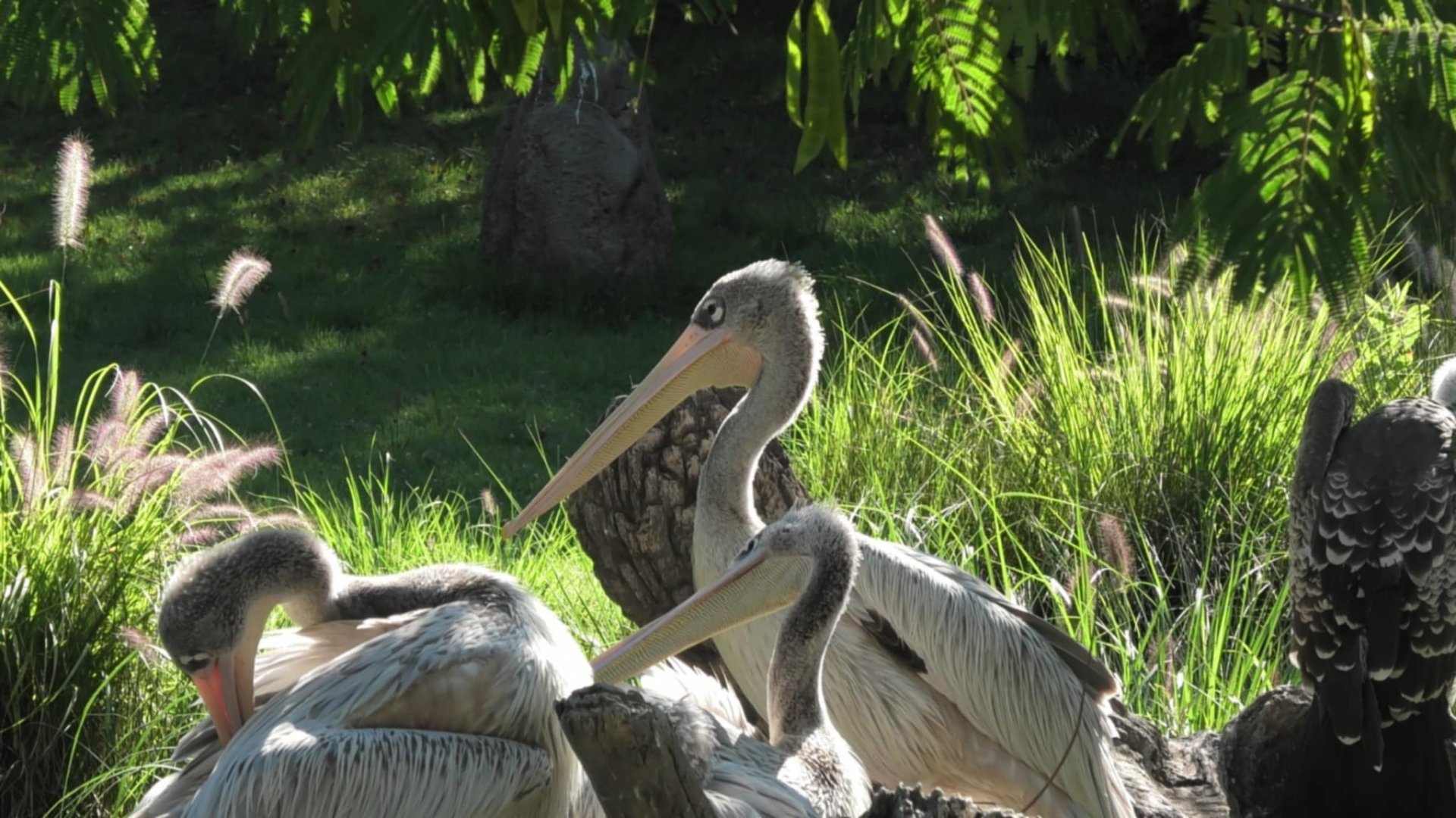 Pink backed pelicans