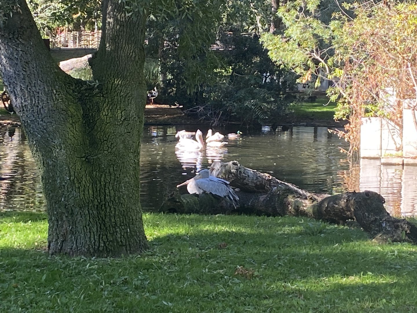 Pink-backed pelicans