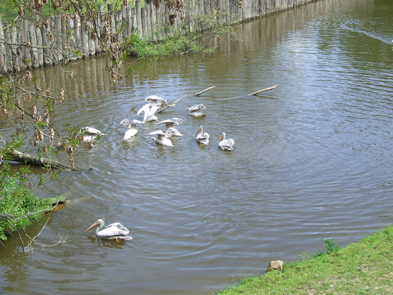 Pink-backed Pelikan pond