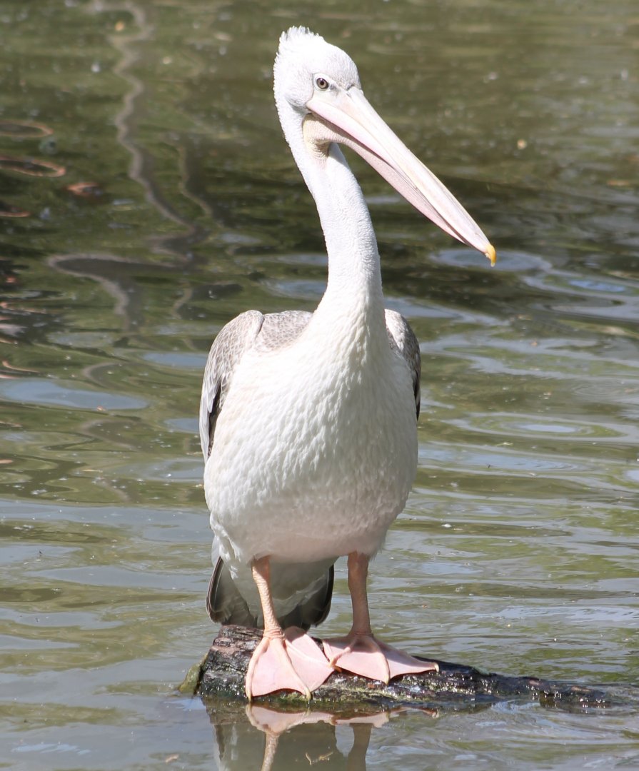 Pink-baked pelican