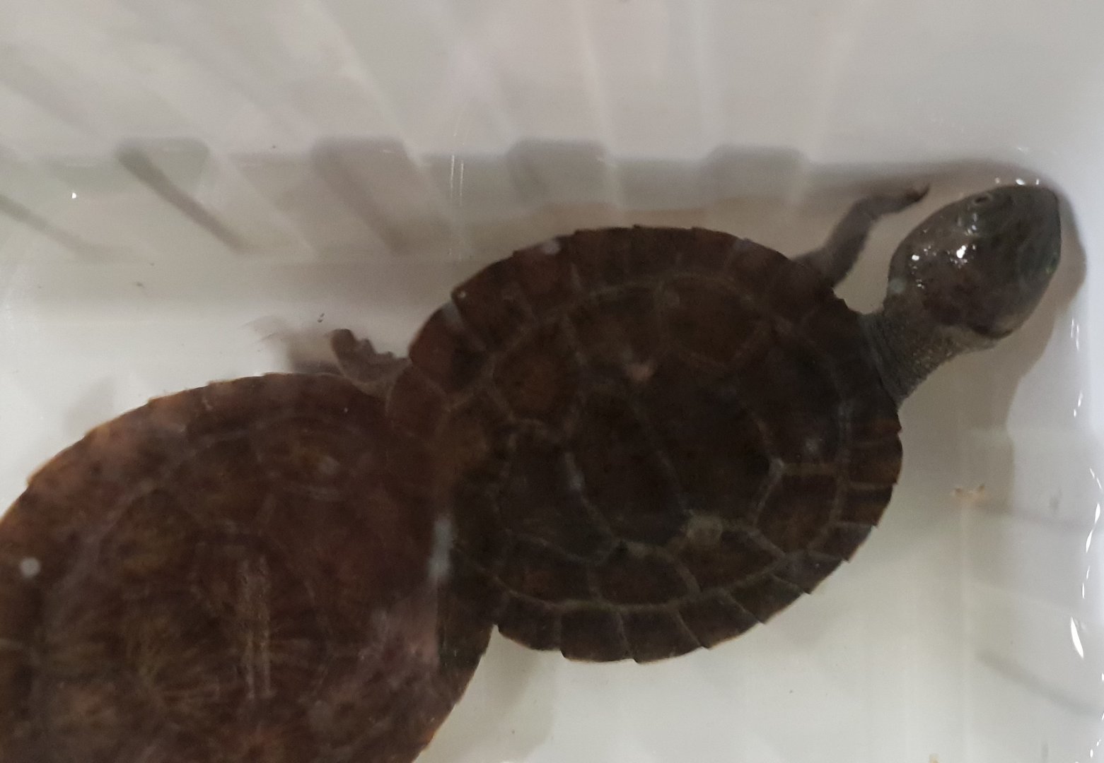 Pink-bellied billabong turtles - Elseya schultzei