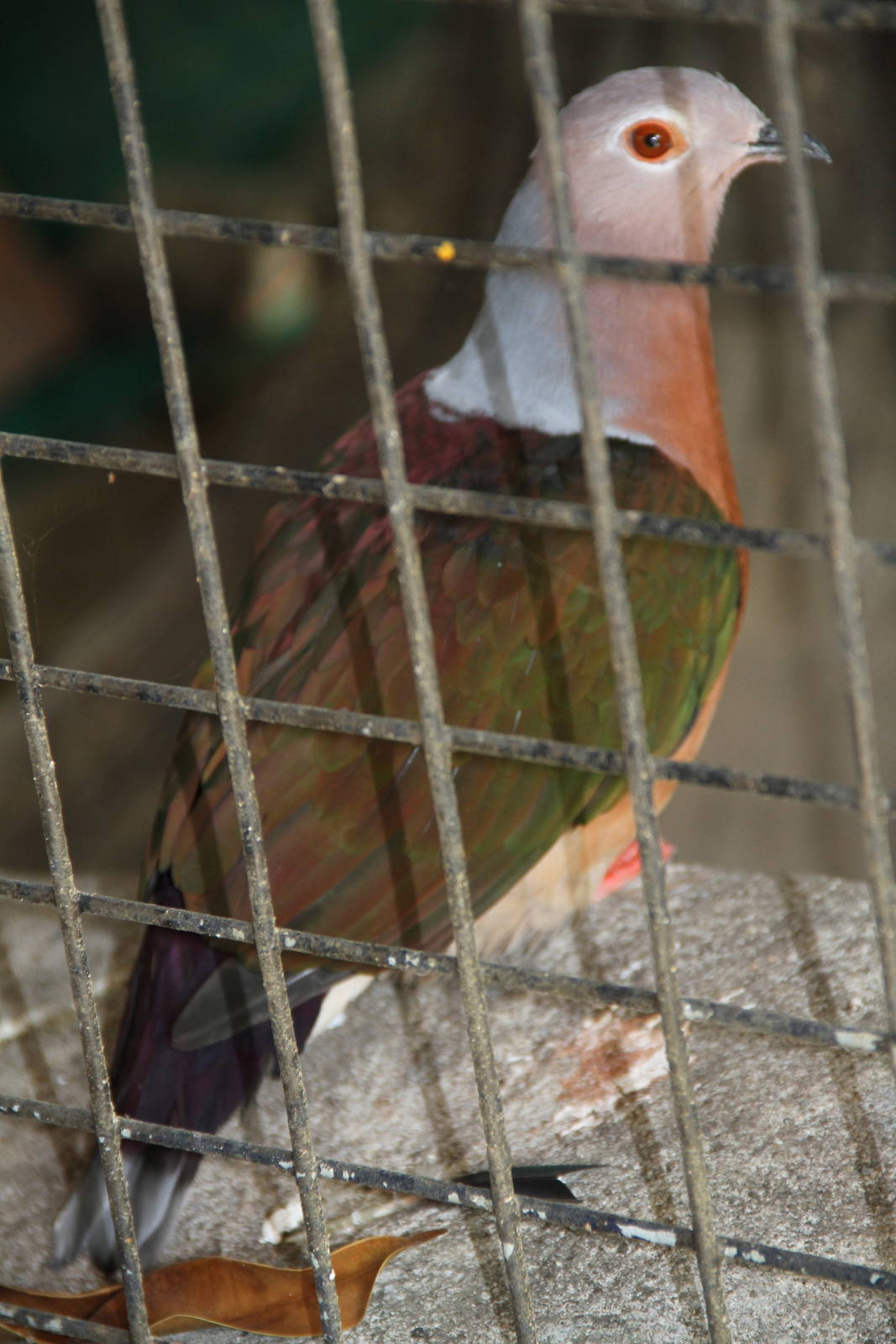Pink-bellied Imperial Pigeon (Ducula poliocephala)