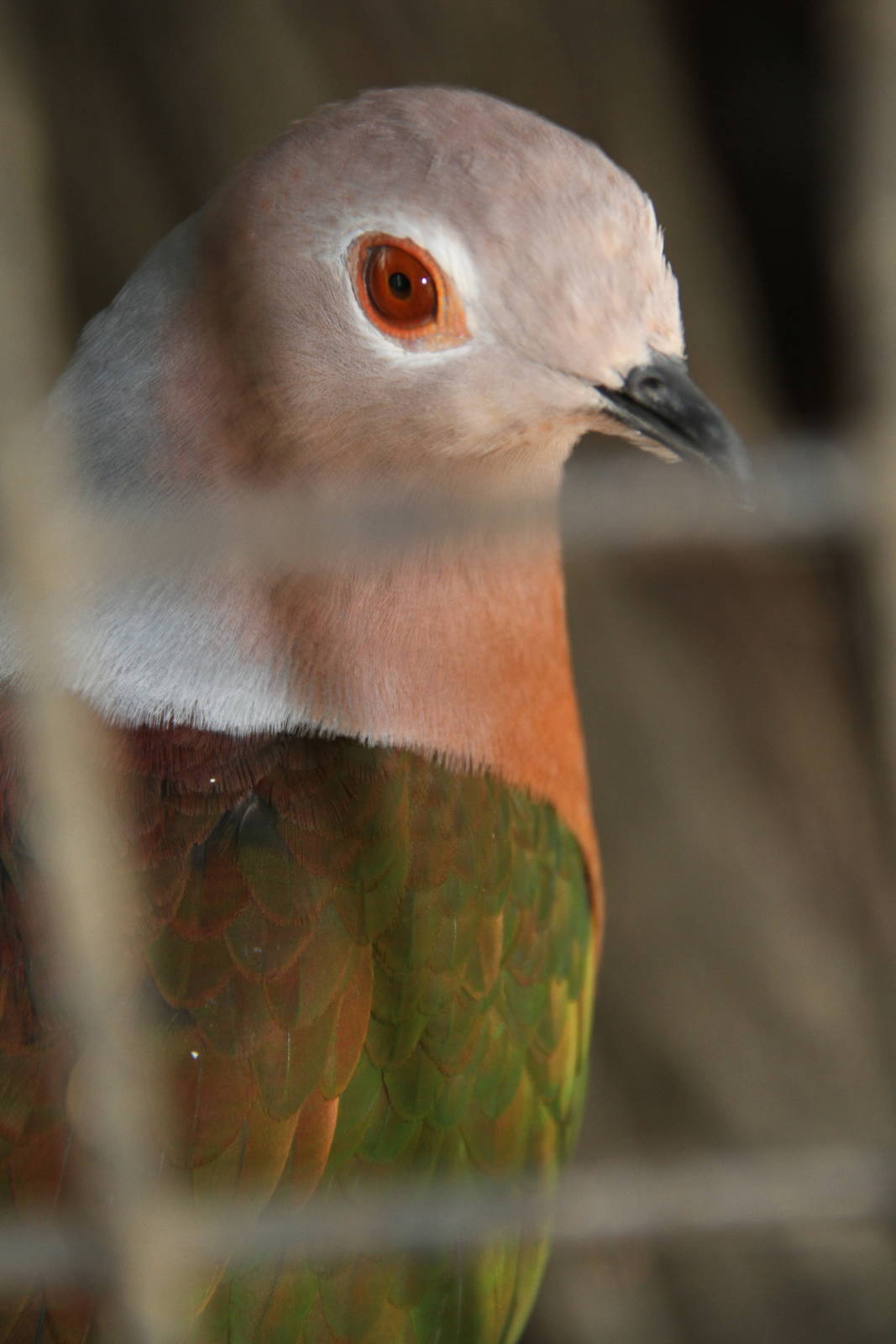 Pink-bellied Imperial Pigeon (Ducula poliocephala)