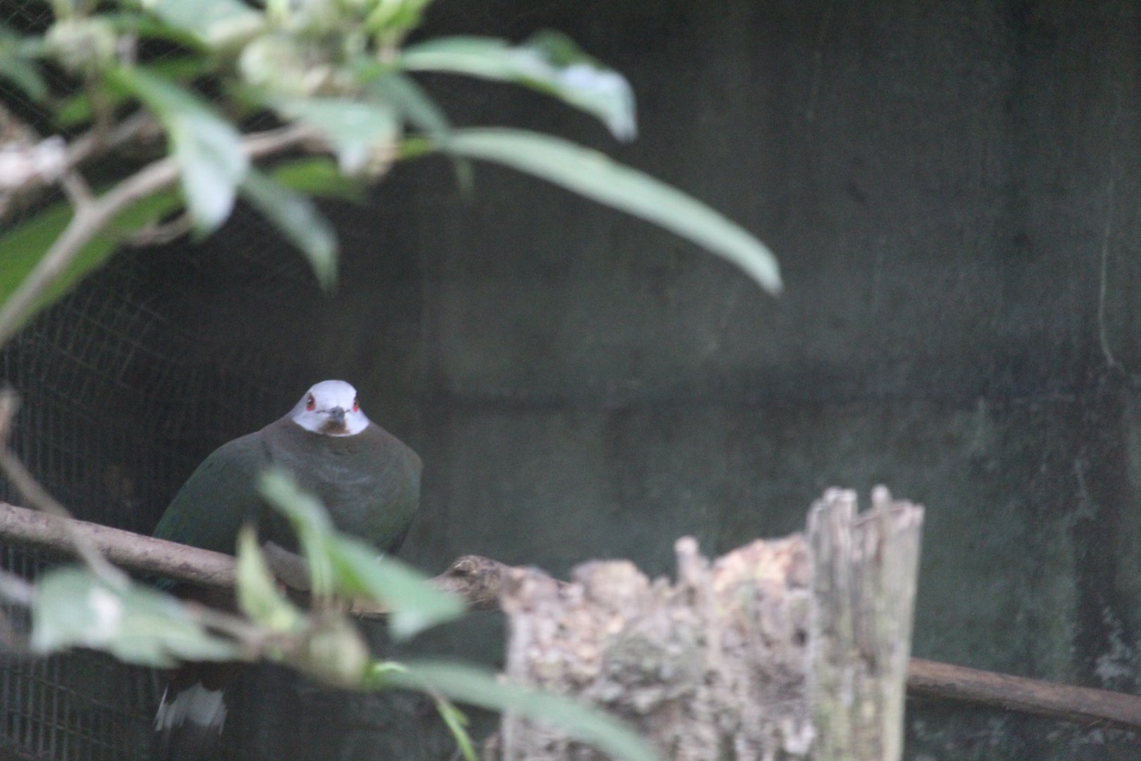Pink-bellied imperial pigeon (Ducula poliocephala)