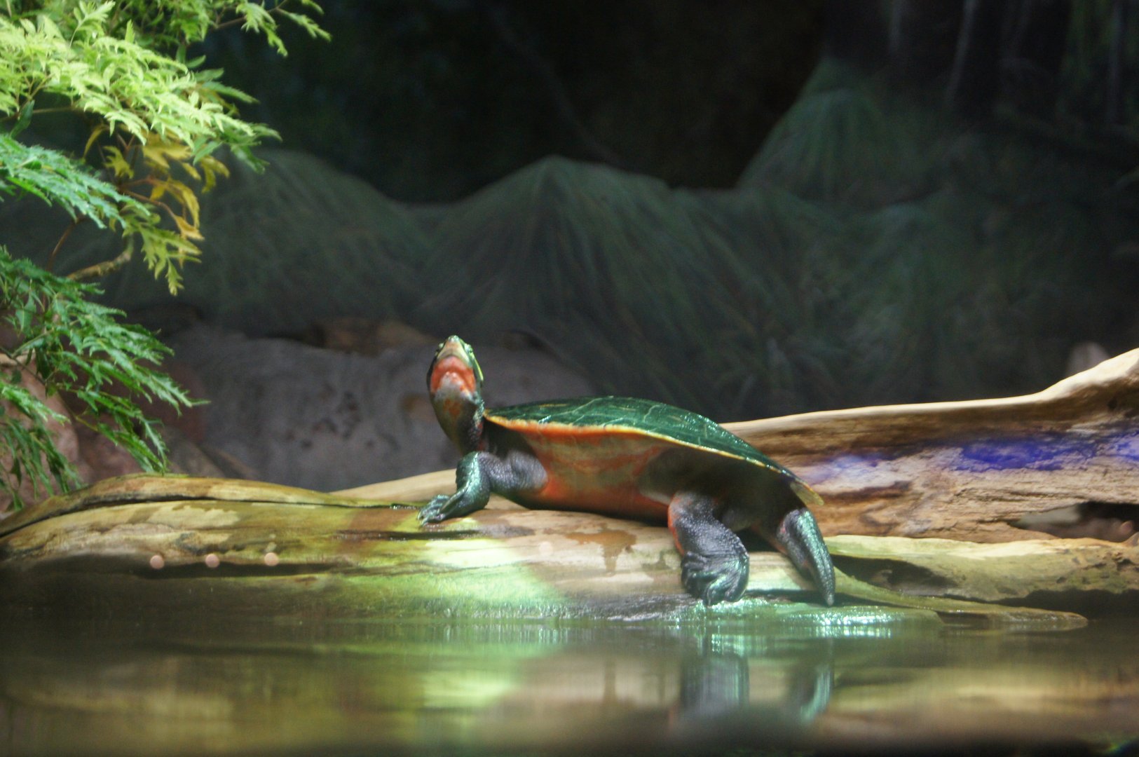 Pink-Bellied Sideneck