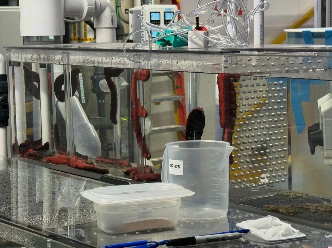 Pink & Black Sea Cucumbers / Sand Sifting Sea Stars