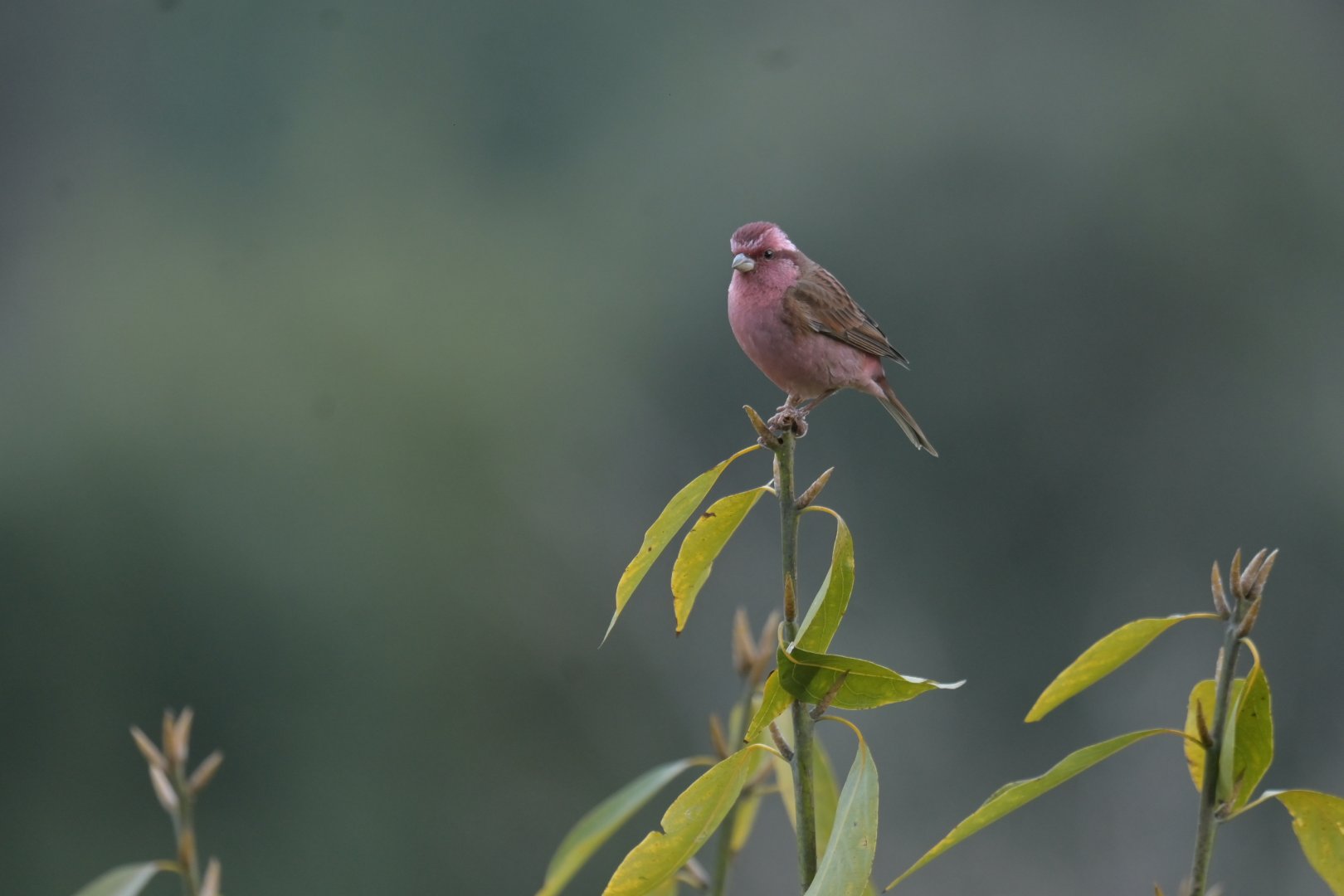 Pink-browed Rosefinch Carpodacus rodochroa