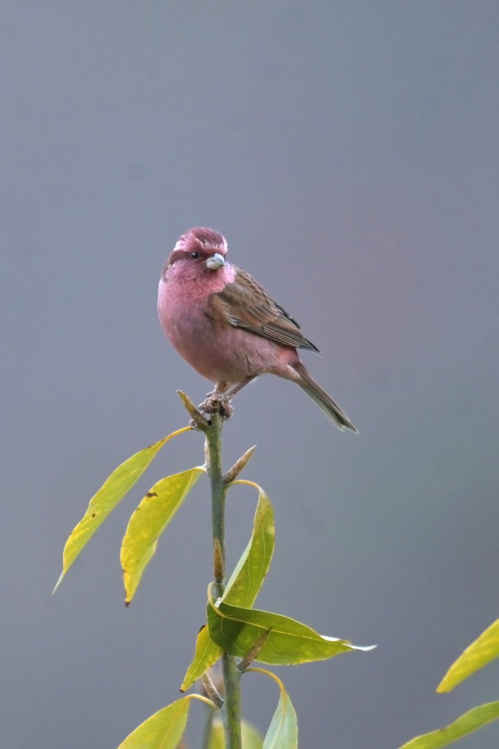 Pink-browed Rosefinch Carpodacus rodochroa
