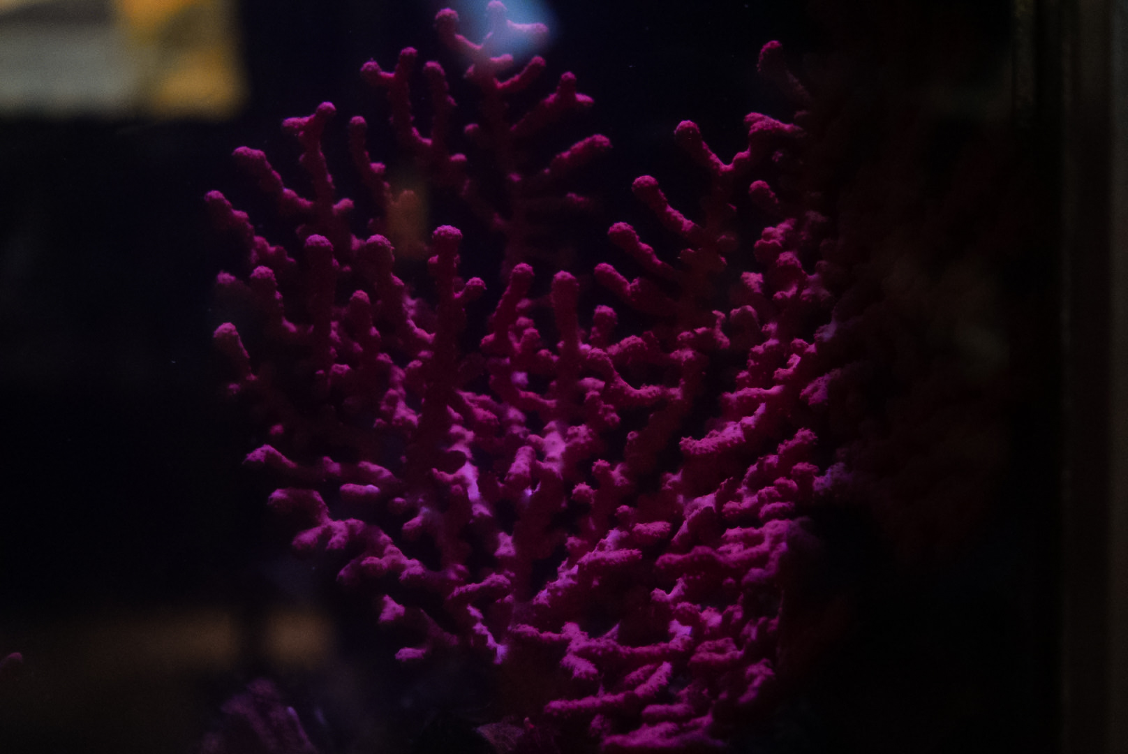 Pink Candelabrum Gorgonian