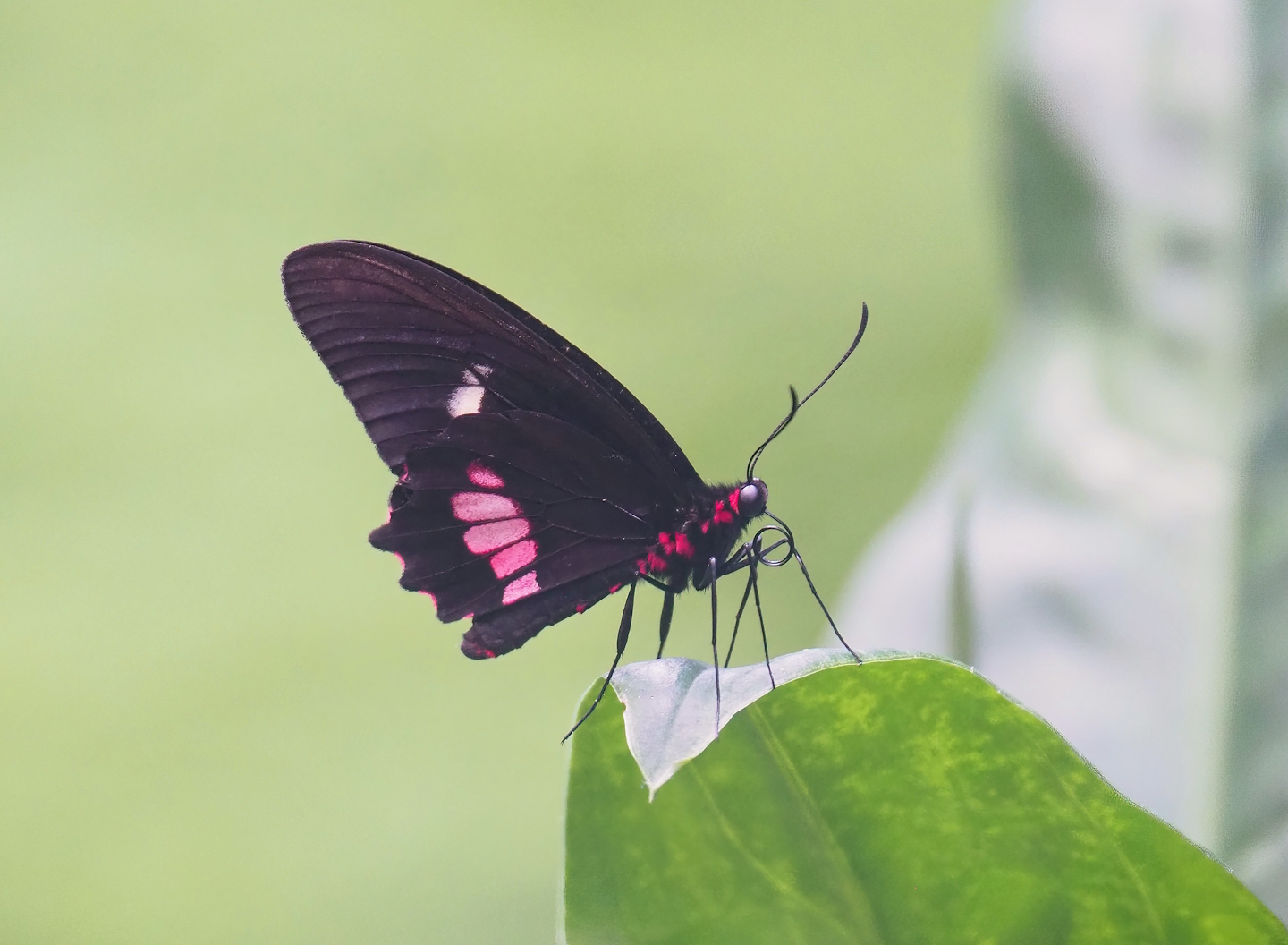 Pink-checked cattleheart (Parides eurimedes), 2023-07-22