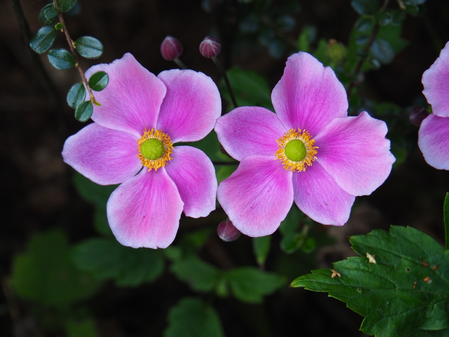 Pink Chinese anemone flowers (Anemone hupehensis), Aug 28th, 2018