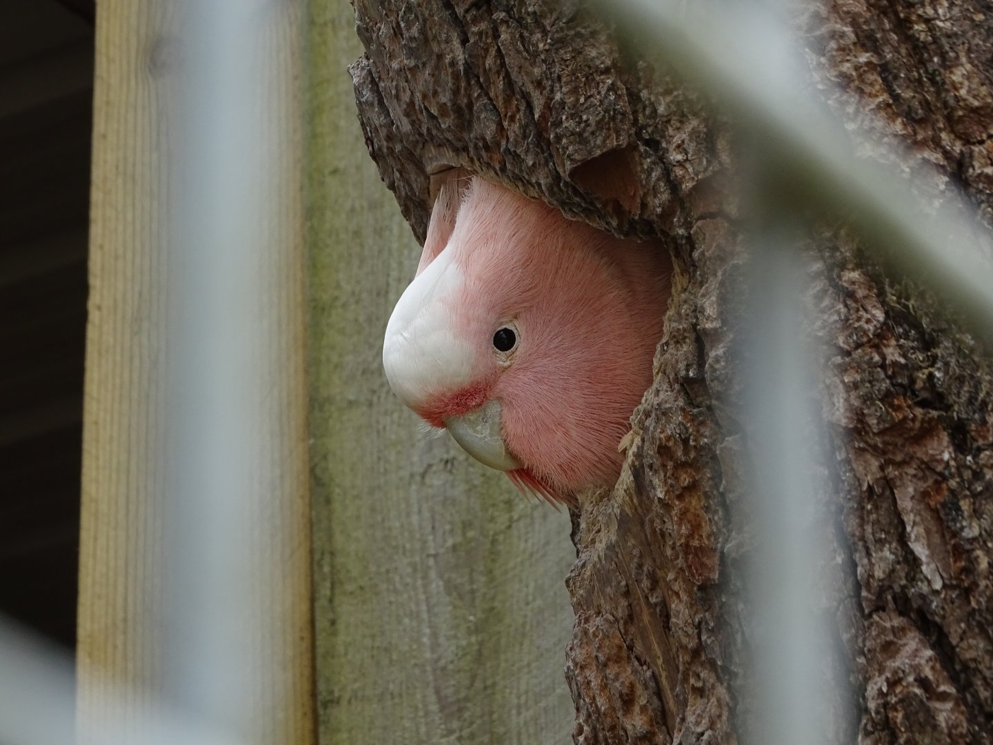 Pink cockatoo (Cacatua leadbeateri) - Parc animalier d'Ecouves